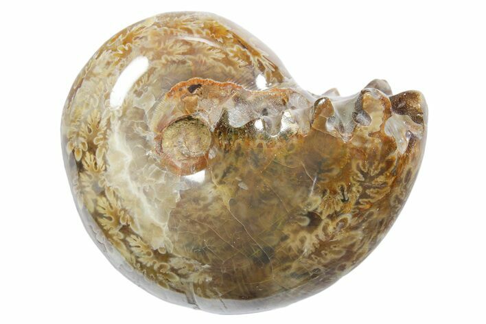 Polished Ammonite (Phylloceras) Fossil - Madagascar #349791